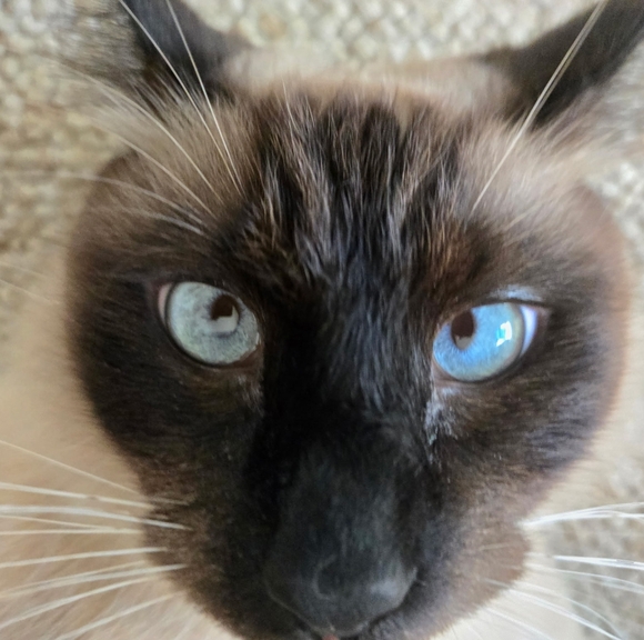 Meet the Posher Other - Vince